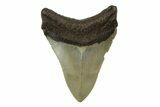 Serrated, Fossil Megalodon Tooth - North Carolina #236794-1
